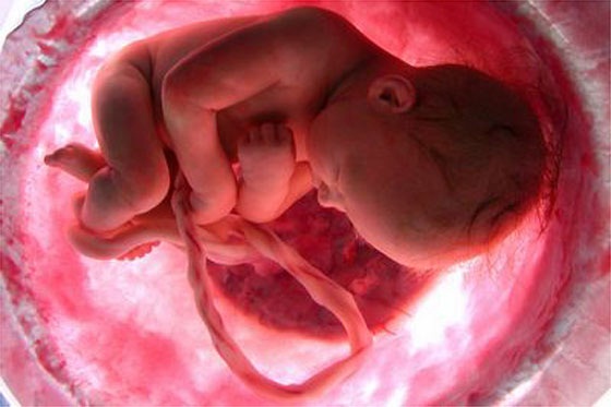 hijo embrión