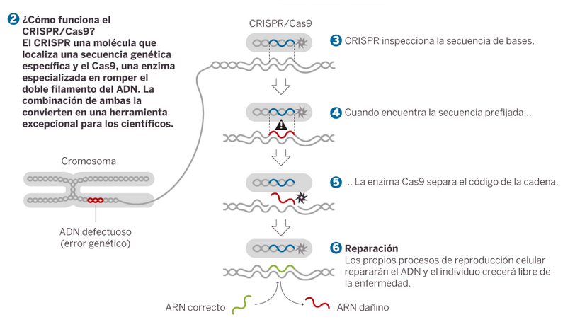 El proceso que sigue el CRISPR-Casp9