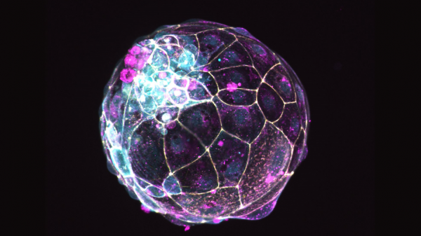 embrión artificial