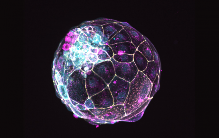 embrión artificial