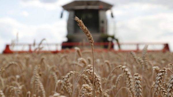 crisis del grano en Ucrania