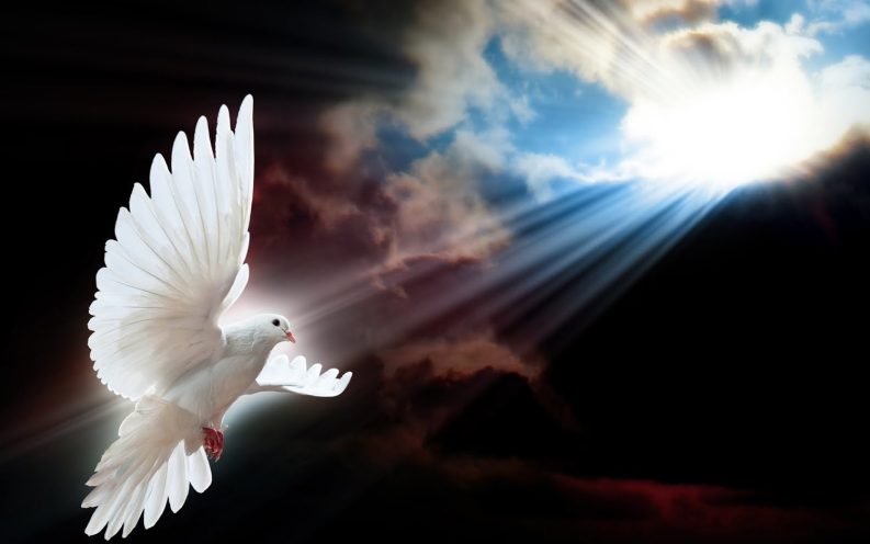 somos cristianos. Foto de una paloma que representa el Espíritu Santo